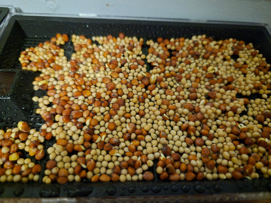 Hva er microgreens, og hva kan de brukes til?