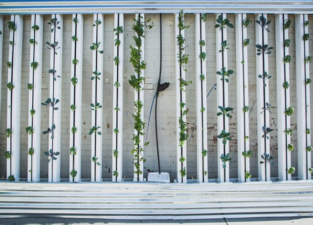 Elektrisk ledningsevne i hydroponics: En enkel guide for nybegynnere