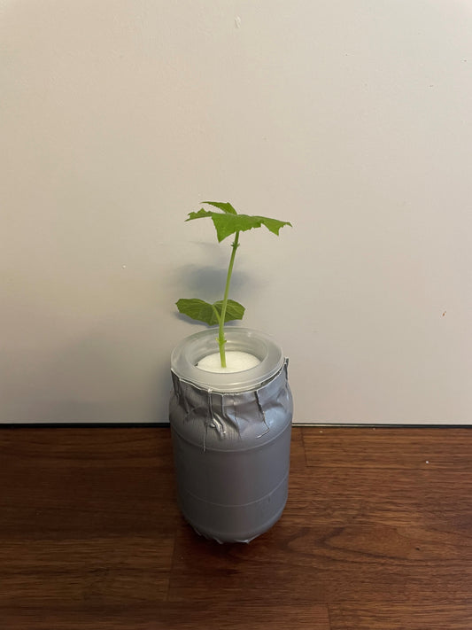 Lag et DIY hydroponisk system selv.