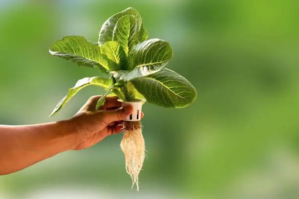 Kratky metoden: En dyptgående guide til hydroponisk dyrking