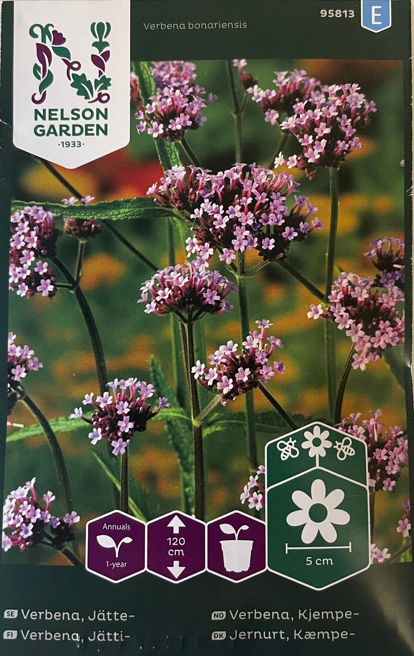Verbena