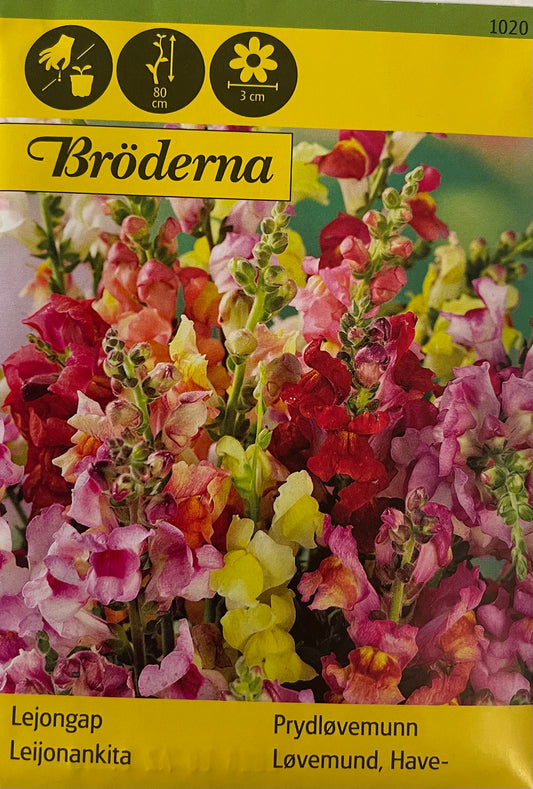 Prydløvemunn