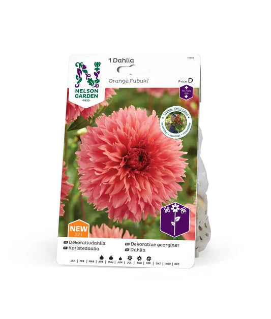 Forhåndsbestill: Dekorative georginer 'Orange Fubuki'