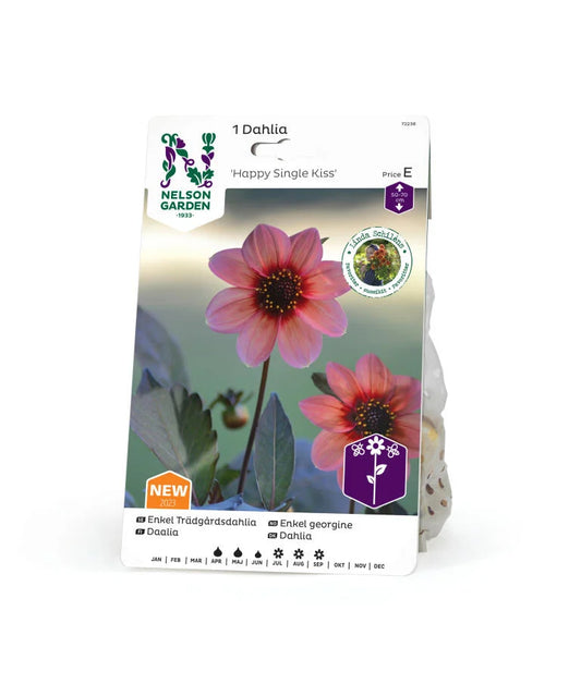 Forhåndsbestill: Georgine/Dahlia 'Happy Single Kiss'