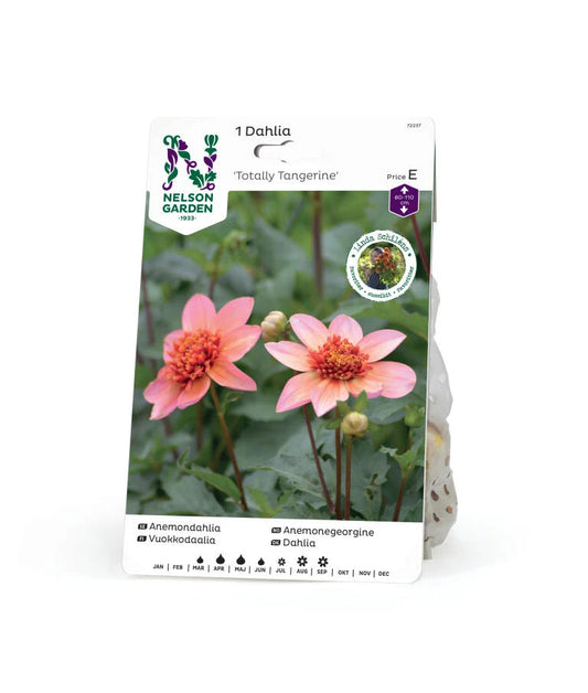 Forhåndsbestill: Anemonegeorgine/dahlia 'Totally Tangerine'